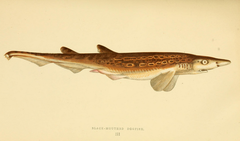 Illustration for article titled Vintage Shark Illustrations Are Jaw-Droppingly Gorgeous